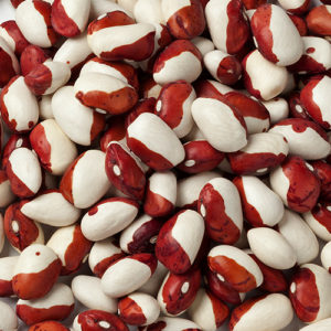 anasazi beans