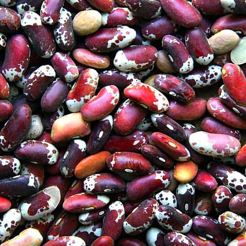 appaloosa beans